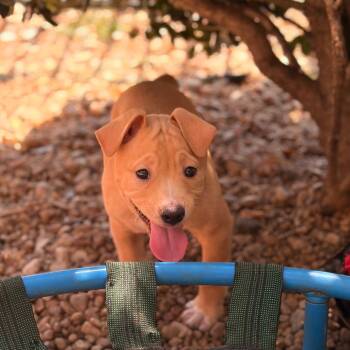 Wildberry -  Hound Dog for Adoption in Columbus, Georgia - Wildberry | PetCurious