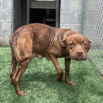 Fat Mama -  Pit Bull Terrier Dog for Adoption in Richmond Hill, Georgia - Fat Mama | PetCurious