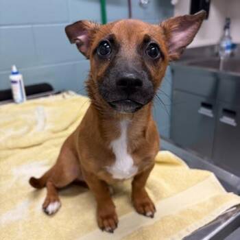 Lucky -  Dachshund and Mixed Breed Dog for Adoption in Kansas City, Missouri - Lucky | PetCurious