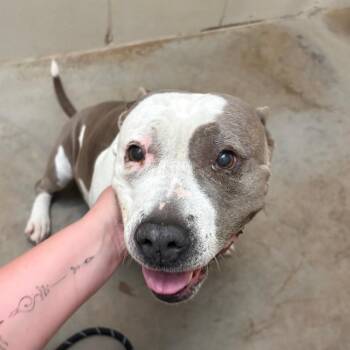 Rosie - 022705U -  Pit Bull Terrier Dog for Adoption in Tupelo, Mississippi - Rosie - 022705U | PetCurious