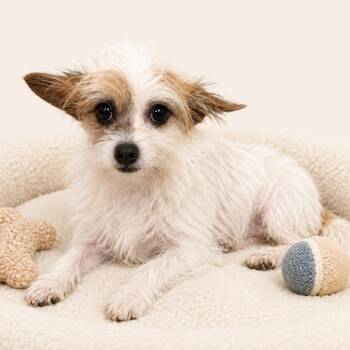 Bailey -  Terrier and Wirehaired Terrier Dog for Adoption in Redwood Falls, Minnesota - Bailey | PetCurious