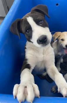 Mixed Breed Dogs Available for Adoption in Dallas, Texas - NOLAN | PetCurious