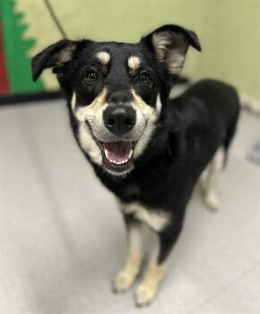 German Shepherd Dog Dogs Available for Adoption in Indianapolis, Indiana - NADIA | PetCurious