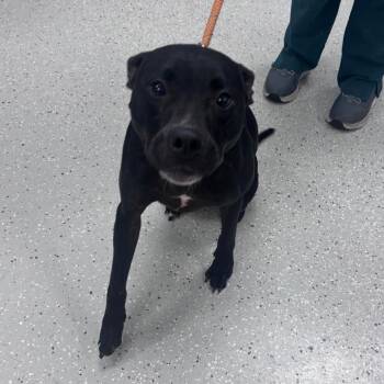 Cobain -  Pit Bull Terrier Dog for Adoption in Indianapolis, Indiana - Cobain | PetCurious
