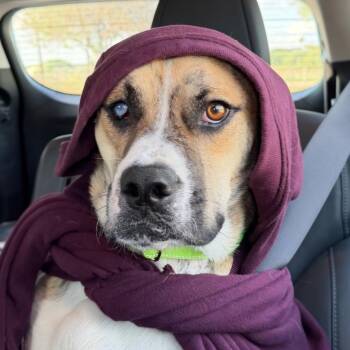 Kermit -  Black Mouth Cur and Mixed Breed Dog for Adoption in Corpus Christi, Texas - Kermit | PetCurious