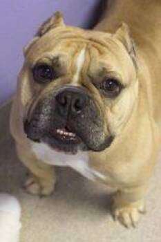 Mixed Breed Dogs Available for Adoption in Manitowoc, Wisconsin - Chulo | PetCurious