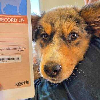 Freckles -  Australian Shepherd and Mixed Breed Dog for Adoption in Park City, Utah - Freckles | PetCurious