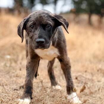 Dana -  Catahoula Leopard Dog and Mixed Breed Dog for Adoption in Portland, Oregon - Dana | PetCurious