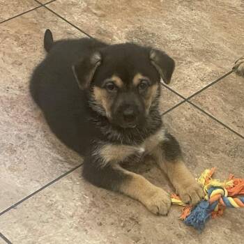 Dutch Shepherd Dogs Available for Adoption in Cincinnati, Ohio - Harrow | PetCurious