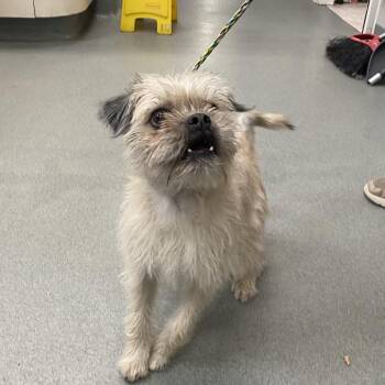 Pekingese Dogs Available for Adoption - WAGS-Stray-20804 | PetCurious