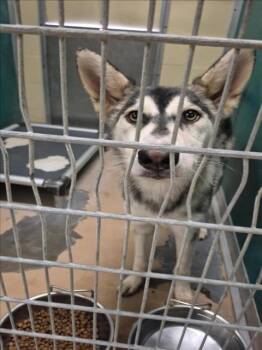 Rescue Husky Dogs for Adoption in Texas City, Texas - ANABUIS | PetCurious