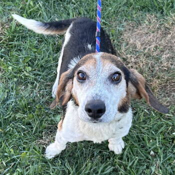 Rescue Beagle Dogs for Adoption in Cincinnati, Ohio - Isaac | PetCurious