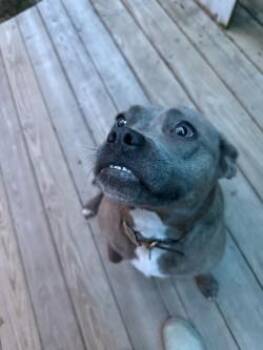 Emmy- High energy and Fun -  Pit Bull Terrier and Husky Dog for Adoption in Richland, Michigan - Emmy- High Energy And Fun | PetCurious