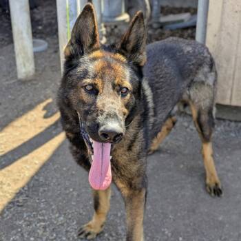 Belgian Shepherd Malinois and Shepherd Dogs Available for Adoption in Oakland, California - Oktoberfest | PetCurious