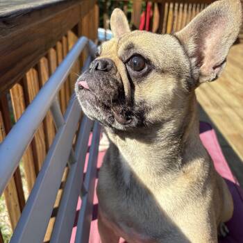 SHEBA -  French Bulldog Dog for Adoption in Chicopee, Massachusetts - SHEBA | PetCurious