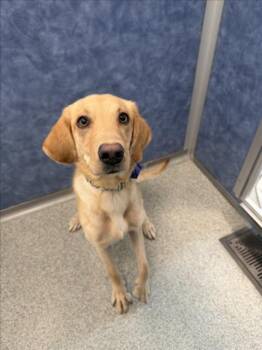 BLAZE -  Labrador Retriever Dog for Adoption in Loveland, Colorado - BLAZE | PetCurious