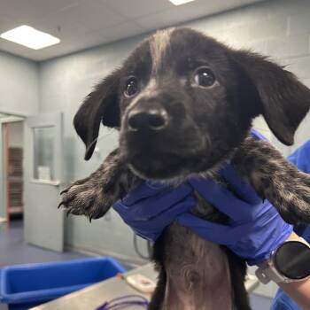 ZAZU -  Mixed Breed Dog for Adoption in Greensboro, North Carolina - ZAZU | PetCurious