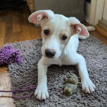 Cheddar -  Mixed Breed Dog for Adoption in Yaphank, New York - Cheddar | PetCurious