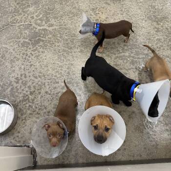 St. Augustine -  Chihuahua and Pit Bull Terrier Dog for Adoption in Woodinville, Washington - St. Augustine | PetCurious