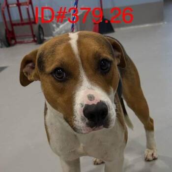 KCAC #379.26 -  Beagle and Mixed Breed Dog Available for Adoption in Kerrville, Texas - KCAC #379.26 | PetCurious