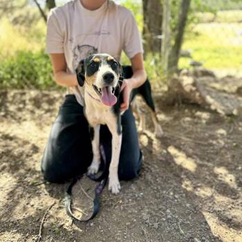 Piper -  Mixed Breed Dog for Adoption in Glenwood Springs, Colorado - Piper | PetCurious