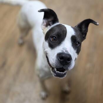 Rescue Pit Bull Terrier Dogs for Adoption in Madison, Mississippi - Bill | PetCurious