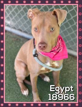 Pit Bull Terrier Dogs Available for Adoption in Marietta, Georgia - EGYPT | PetCurious