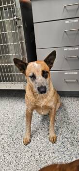 Tallulah -  Terrier and Catahoula Leopard Dog Dog for Adoption in Athens, Tennessee - Tallulah | PetCurious