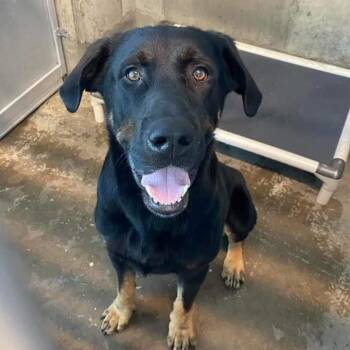 Rescue Black Labrador Retriever and Rottweiler Dogs for Adoption in Aledo, Texas - Big D | PetCurious