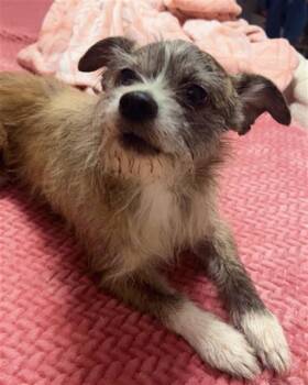 Yorkshire Terrier and Chihuahua Dogs Available for Adoption in Tallahassee, Florida - JR | PetCurious