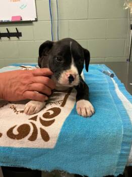 Mixed Breed Dogs Available for Adoption in Dyersburg, Tennessee - Huey | PetCurious