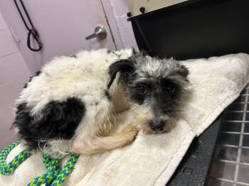 Freddie -  Miniature Schnauzer and Yorkshire Terrier Dog for Adoption - Freddie | PetCurious
