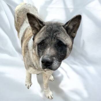 Rescue Akita and Mixed Breed Dogs for Adoption in Cumberland, Maryland - Charlotte | PetCurious