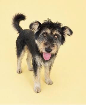 BAEKSEOL -  Tibetan Terrier Dog for Adoption in Agoura Hills, California - BAEKSEOL | PetCurious