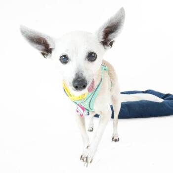 Coconuts 14381 -  Chihuahua Dog for Adoption in San Francisco, California - Coconuts 14381 | PetCurious
