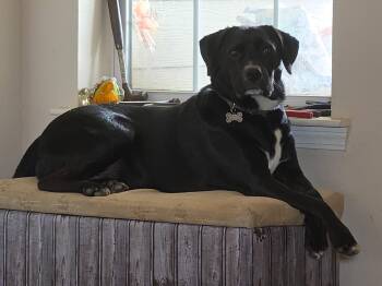 Batman -  Black Labrador Retriever Dog for Adoption in Humble, Texas - Batman | PetCurious