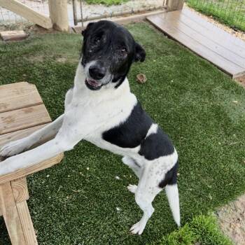 Jack Russell Terrier Dogs Available for Adoption in Blairsville, Georgia - One Eyed Willie | PetCurious