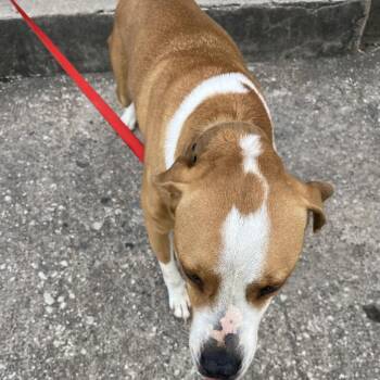 SAMMY -  Pit Bull Terrier Dog for Adoption in Greensboro, North Carolina - SAMMY | PetCurious