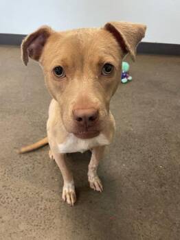 Strudel -  Mixed Breed Dog for Adoption in Mishawaka, Indiana - Strudel | PetCurious