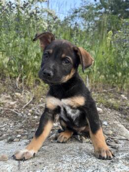 Strawberry Frosted -  Shepherd Dog for Adoption in Spokane, Washington - Strawberry Frosted | PetCurious