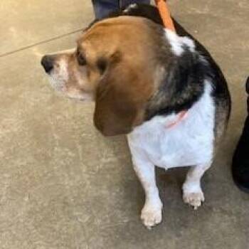 Beagle Dogs Available for Adoption - Dutch | PetCurious