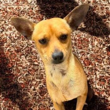 Ken -  Chihuahua and Mixed Breed Dog for Adoption in Calverton, New York - Ken | PetCurious