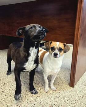 Chihuahua Dogs Available for Adoption in Pocatello, Idaho - Chico | PetCurious