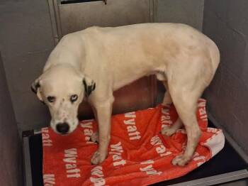 Dalmatian Dogs Available for Adoption in Stuart, Virginia - Speckles | PetCurious