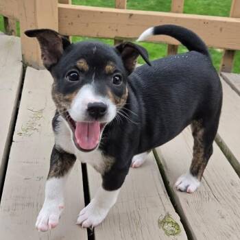 Australian Shepherd Dogs Available for Adoption in Grand Rapids, Michigan - Illari- Overwatch Support Squad  | PetCurious