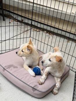 ARCHIE -  Husky and Shepherd Dog for Adoption in Broomfield, Colorado - ARCHIE | PetCurious