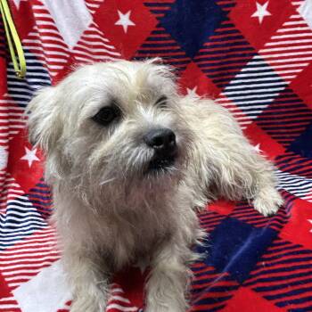 FUZ -  Lhasa Apso and Poodle Dog for Adoption in Rossford, Ohio - FUZ | PetCurious