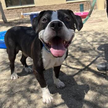 BO -  Pit Bull Terrier Dog for Adoption in Thousand Palms, California - BO | PetCurious