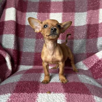 JJ -  Chihuahua and Yorkshire Terrier Dog for Adoption - JJ | PetCurious