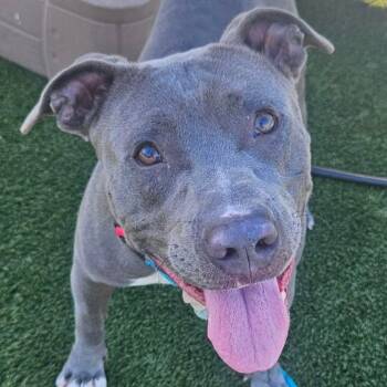 Sargent Pepper -  Pit Bull Terrier Dog for Adoption in Philadelphia, Pennsylvania - Sargent Pepper | PetCurious